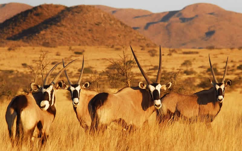 Antilopes Kalahari tuksnesī, Dienvidāfrika, ceļojumi mazā grupā, Mundus