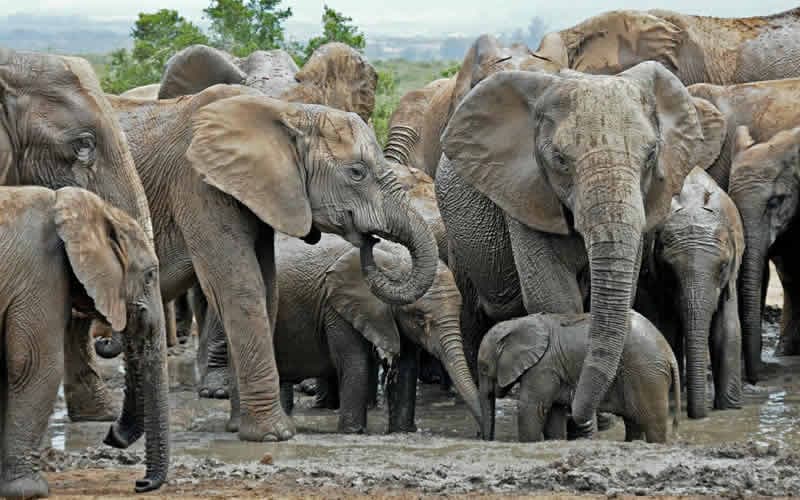 Ziloņi pie dzeršanas vietas Krīgera NP, Dienvidāfrika, ceļojumi mazā grupā, Mundus