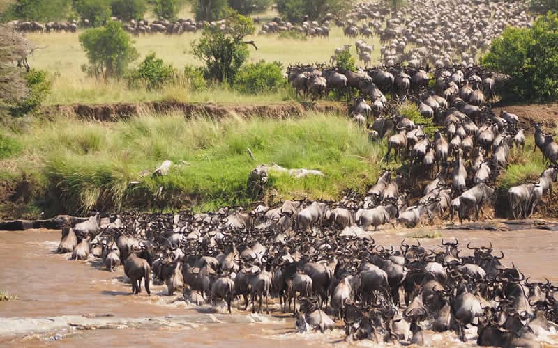 Lielā migrācija Tanzānijā, Serengeti, Mundus