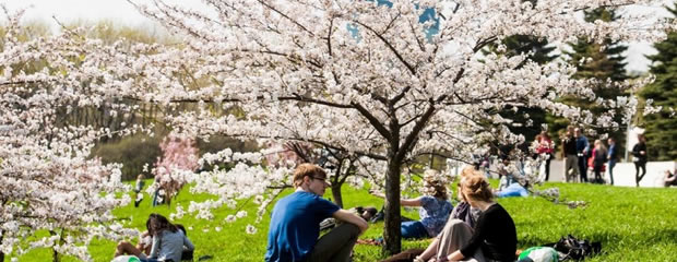 Lietuvas ekskursija Sakuras ziedi Viļņā, pilsēta pavasaras krāsās, Mundus Travels