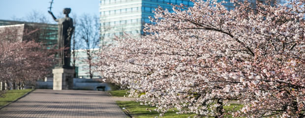 Lietuvas ekskursija Sakuras ziedi Viļņā, pilsēta pavasaras krāsās, Mundus Travels